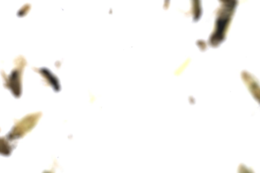 Image 49